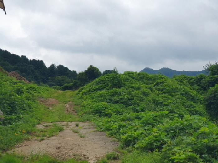 경기도 가평군 북면 백둔리 443-13 임야 경매 사진 16