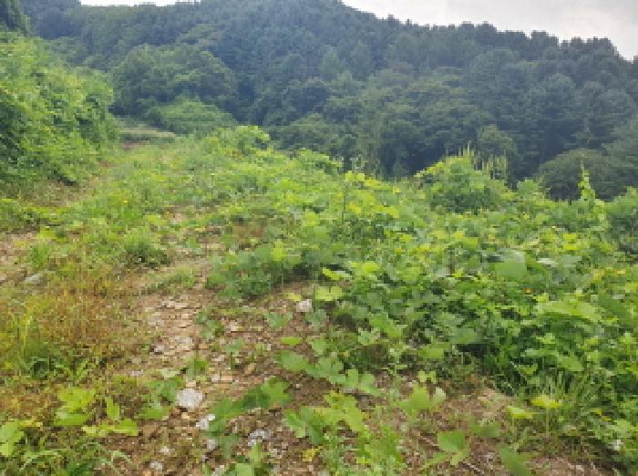 경기도 가평군 북면 백둔리 443-13 임야 경매 사진 18