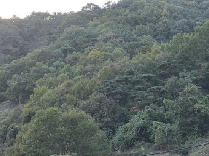 경상북도 성주군 가천면 마수리 161 답 경매 사진 5