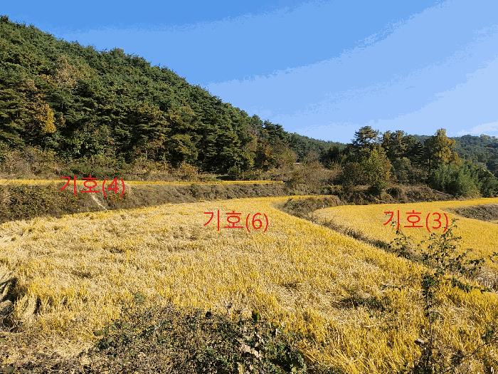 경상북도 성주군 금수강산면 어은리 529 대지 경매 사진 7