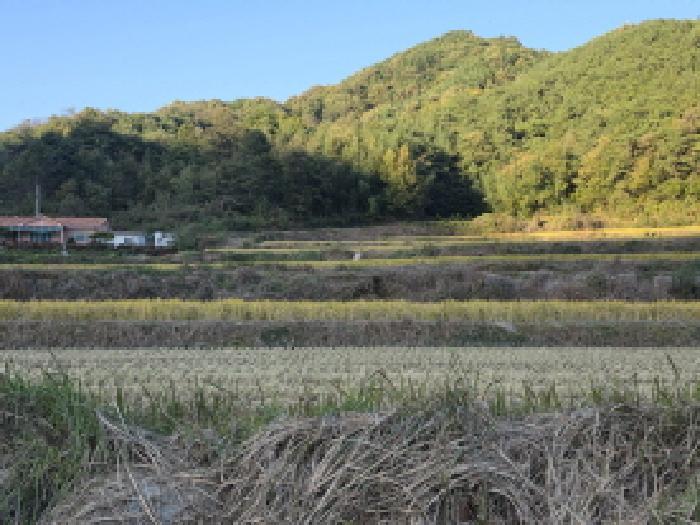 경상북도 성주군 금수강산면 어은리 544 답 경매 사진 20