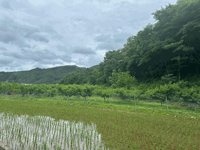 경상북도 영덕군 달산면 흥기리 836-1 전 경매 사진 3
