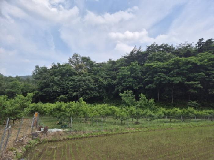 경상북도 영덕군 달산면 흥기리 836-1 전 경매 사진 5
