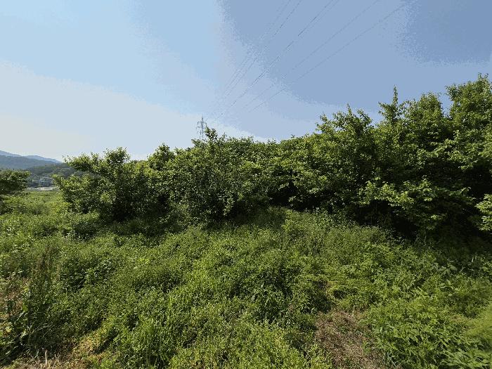 전라남도 장성군 삼계면 화산리 209 전 경매 사진 2