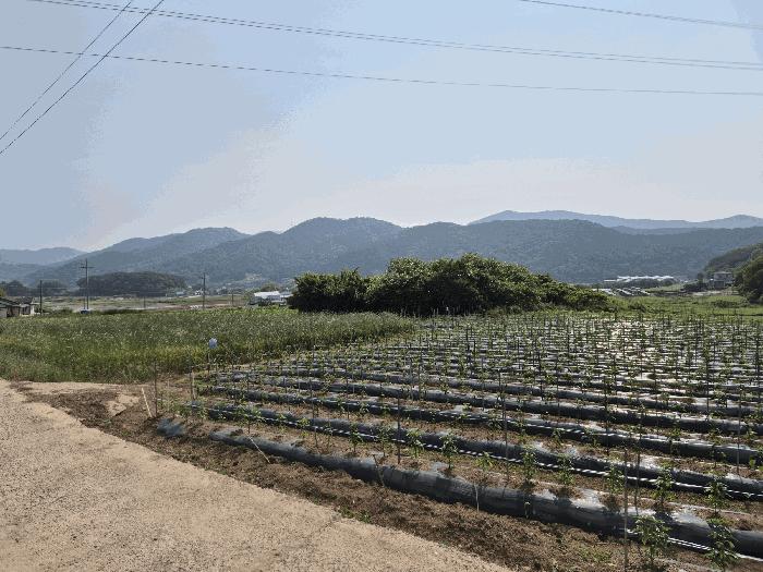 전라남도 장성군 삼계면 화산리 209 전 경매 사진 6