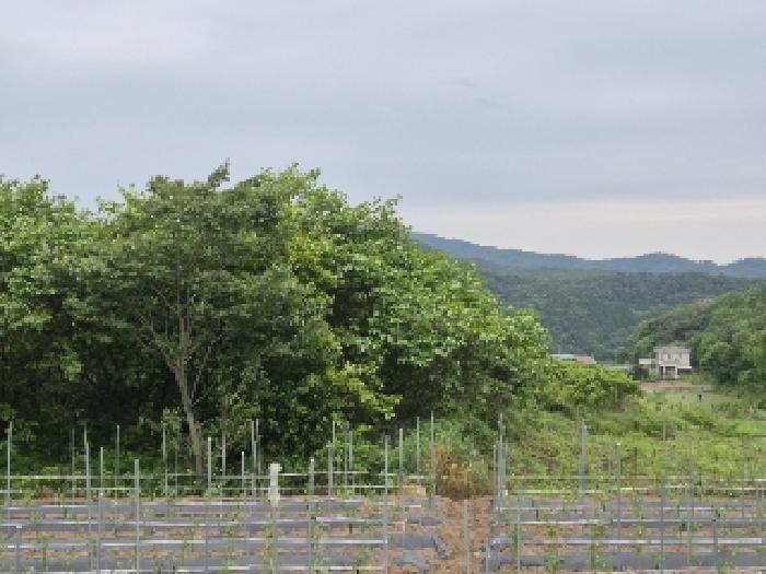전라남도 장성군 삼계면 화산리 209 전 경매 사진 8