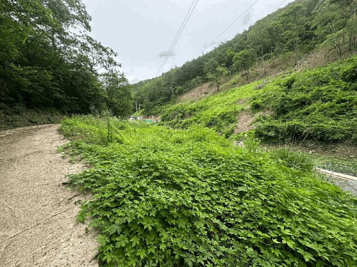 경상북도 영양군 입암면 금학리 1027 전 경매 사진 4