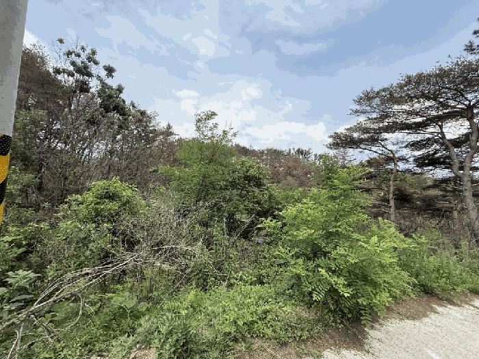 경상북도 영덕군 영덕읍 화수리 산108-6 임야 경매 사진 2