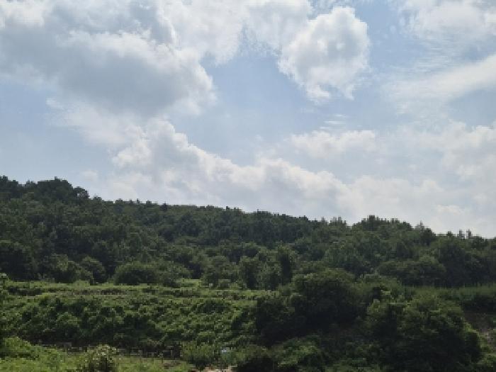 전라남도 곡성군 목사동면 용봉리 471-1 도로 경매 사진 17