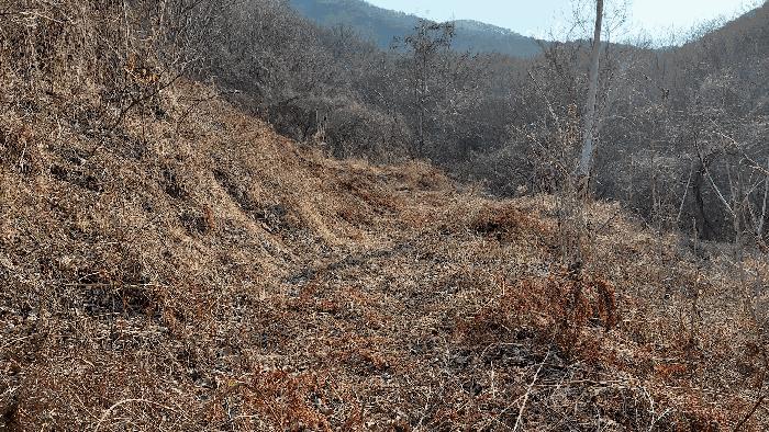 전라남도 담양군 월산면 중월리 217-1 전 경매 사진 2