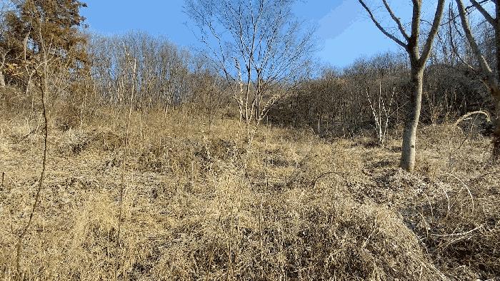 전라남도 담양군 월산면 중월리 217-1 전 경매 사진 7