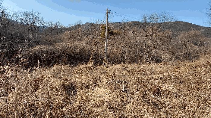 전라남도 담양군 월산면 중월리 217-1 전 경매 사진 8