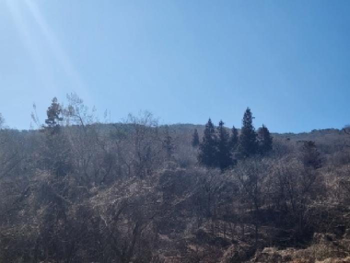 전라남도 담양군 월산면 중월리 217-1 전 경매 사진 9