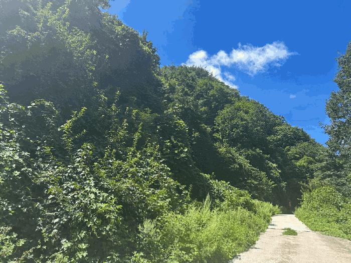 경상북도 영덕군 축산면 조항리 산81 임야 경매 사진 3
