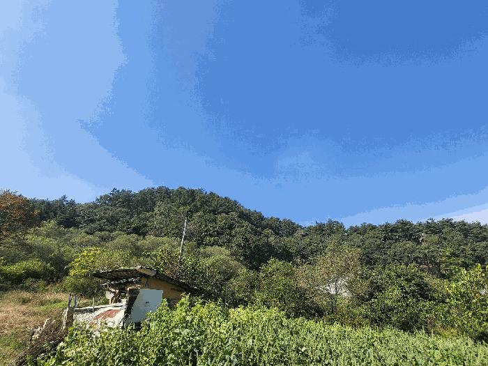 강원특별자치도 횡성군 안흥면 소사리 산216-1 임야 경매 사진 2