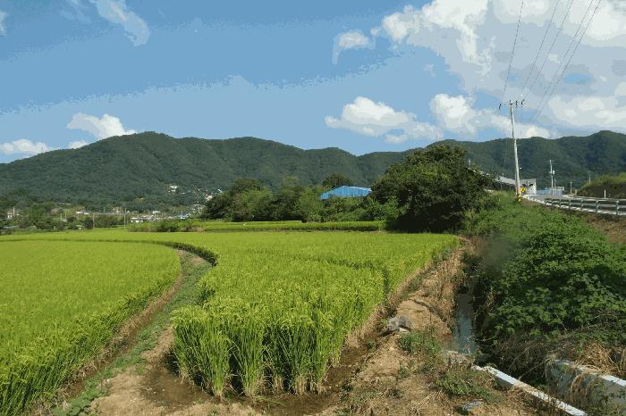 충청남도 논산시 연산면 신암리 87-9 답 경매 사진 1