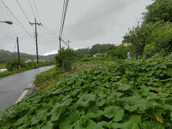 충청남도 부여군 규암면 금암리 366-2 전 경매 사진 1
