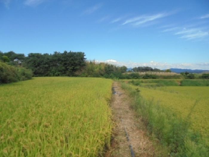 충청남도 논산시 광석면 천동리 205-4 답 경매 사진 15