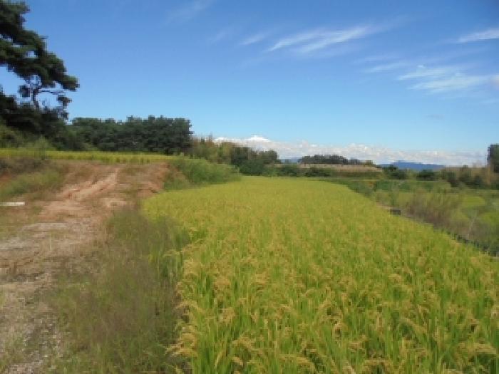 충청남도 논산시 광석면 천동리 243-47 답 경매 사진 14
