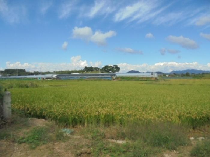 충청남도 논산시 광석면 천동리 243-47 답 경매 사진 9
