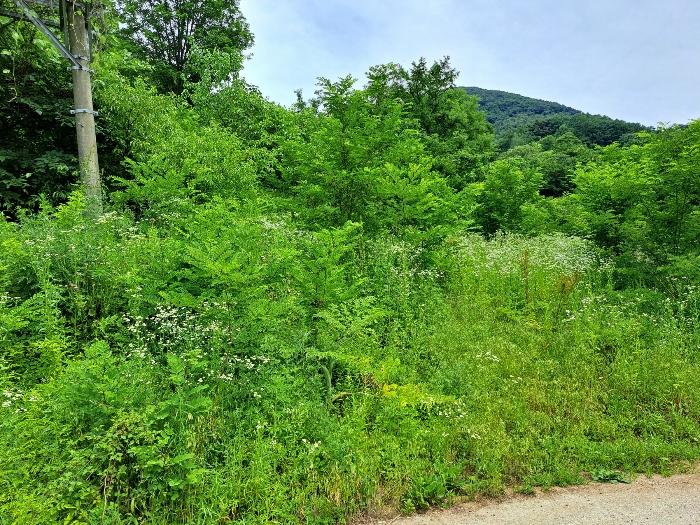 충청북도 제천시 덕산면 도전리 1038 임야 경매 사진 18