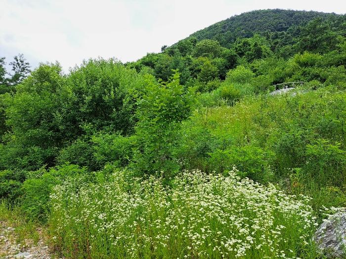 충청북도 제천시 덕산면 도전리 1038 임야 경매 사진 3