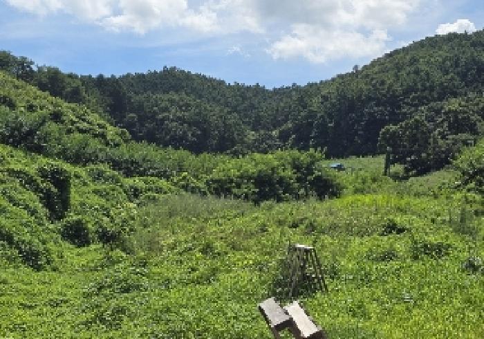 충청북도 음성군 감곡면 오향리 138 답 경매 사진 4