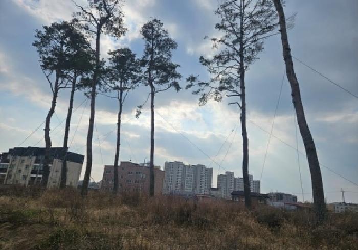 경기도 평택시 신장동 60 답 경매 사진 8
