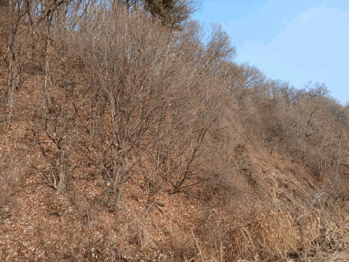 경기도 안성시 죽산면 칠장리 산82-28 임야 경매 사진 2