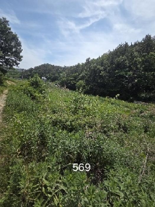 부산광역시 기장군 장안읍 오리 311 답 경매 사진 11