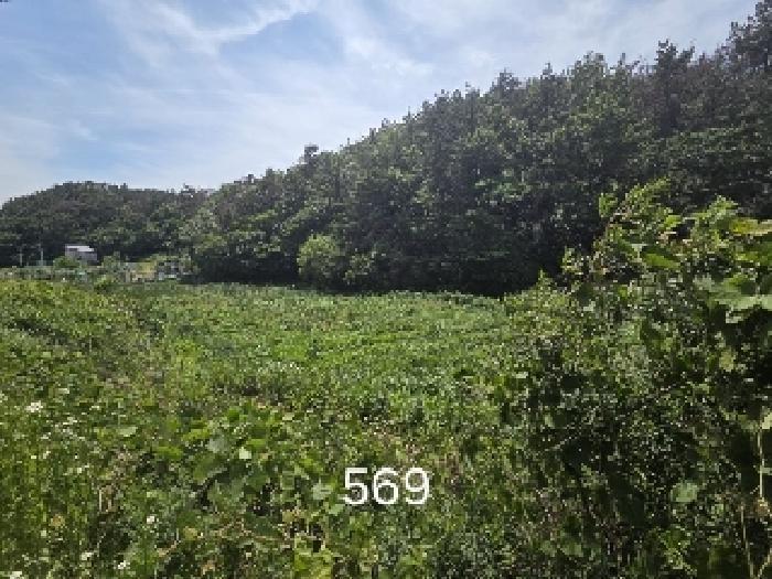 부산광역시 기장군 장안읍 오리 311 답 경매 사진 4