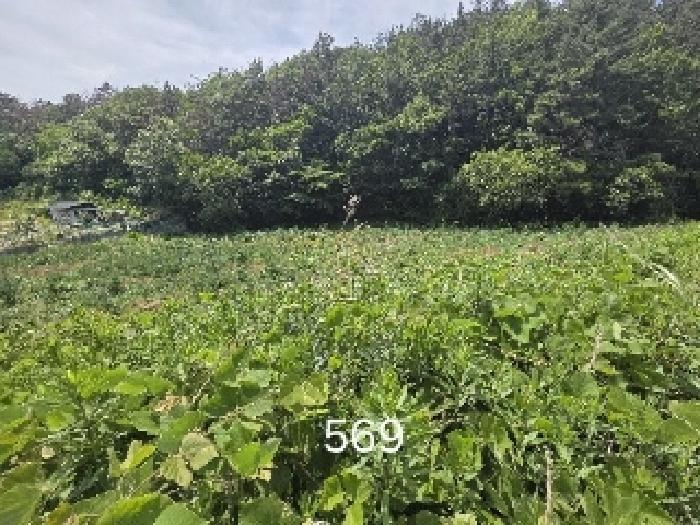 부산광역시 기장군 장안읍 오리 311 답 경매 사진 5