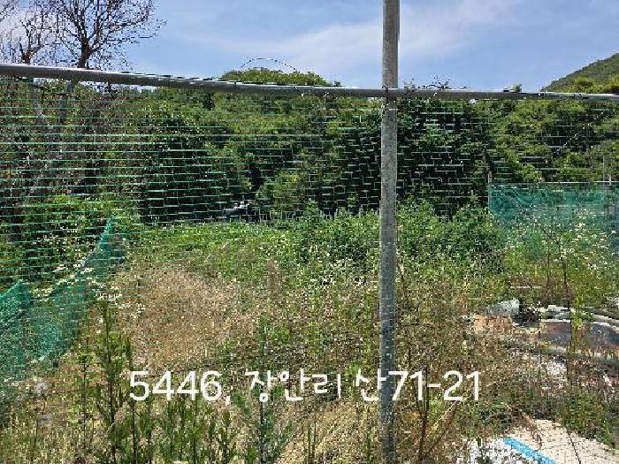 부산광역시 기장군 장안읍 장안리 산71-21 임야 경매 사진 13