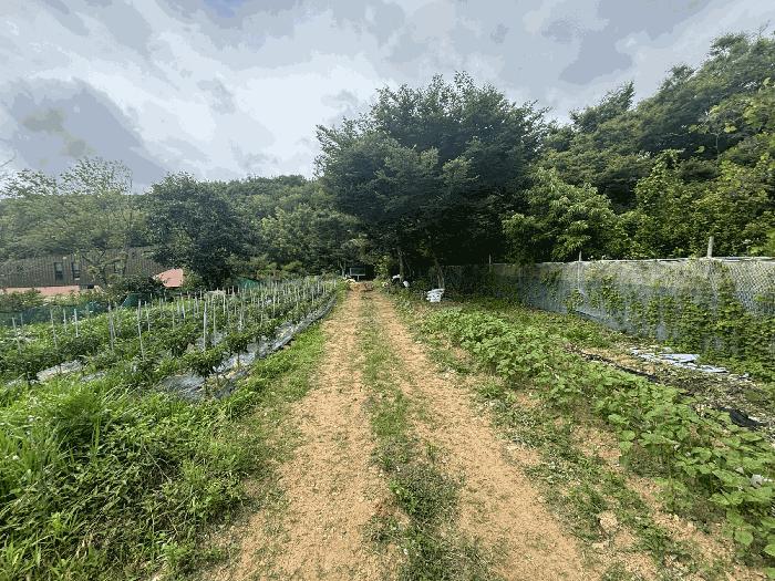 부산광역시 기장군 장안읍 장안리 산71-21 임야 경매 사진 3