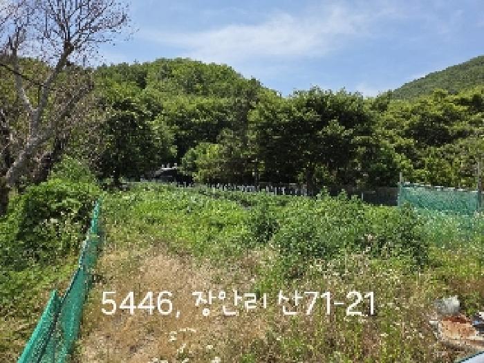 부산광역시 기장군 장안읍 장안리 산71-21 임야 경매 사진 7
