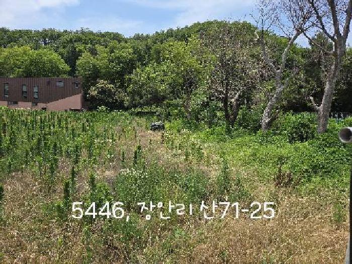 부산광역시 기장군 장안읍 장안리 산71-21 임야 경매 사진 8