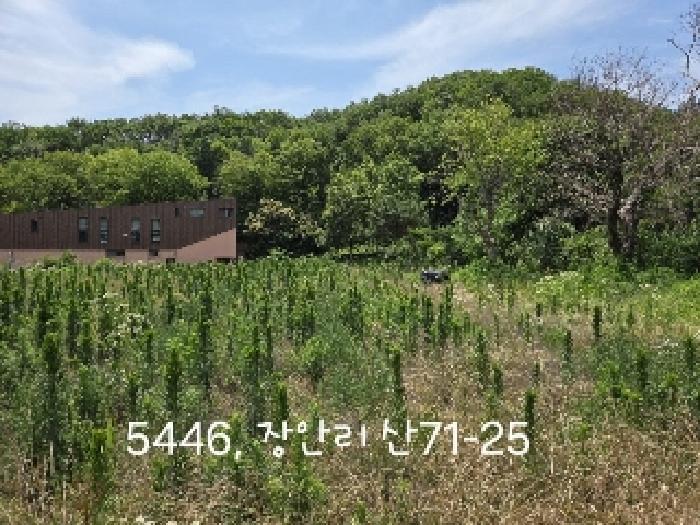 부산광역시 기장군 장안읍 장안리 산71-21 임야 경매 사진 9
