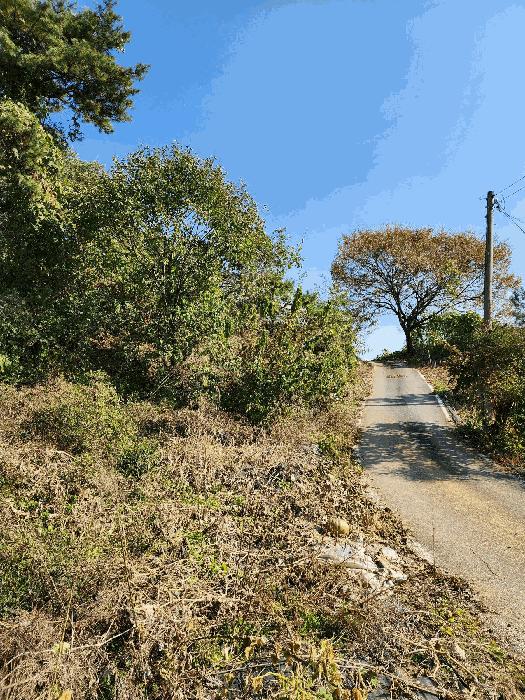 충청북도 음성군 금왕읍 육령리 산81-3 임야 경매 사진 1