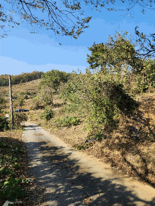 충청북도 음성군 금왕읍 육령리 산81-3 임야 경매 사진 2