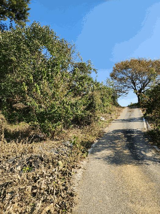 충청북도 음성군 금왕읍 육령리 산81-3 임야 경매 사진 3