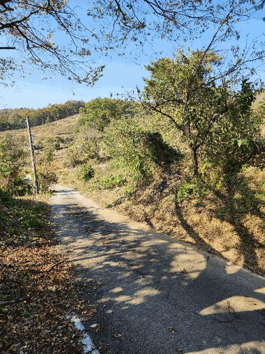 충청북도 음성군 금왕읍 육령리 산81-3 임야 경매 사진 4