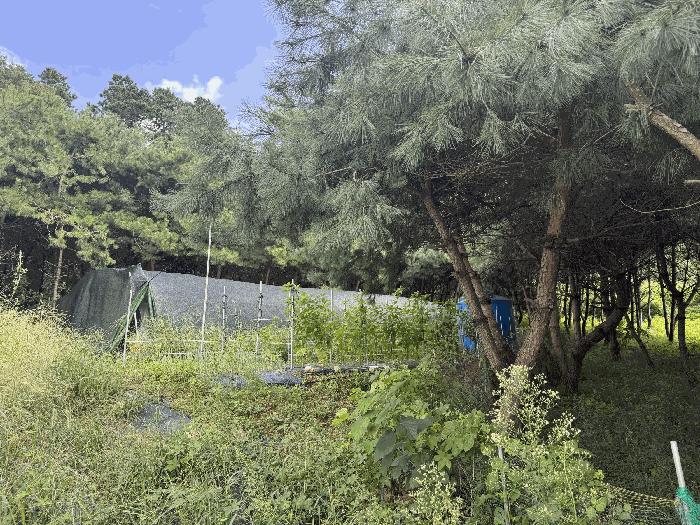 대전광역시 유성구 구룡동 235 전 경매 사진 5