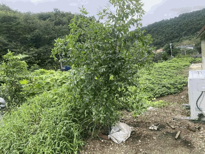 충청남도 금산군 진산면 만악리 494-2 공장 경매 사진 8