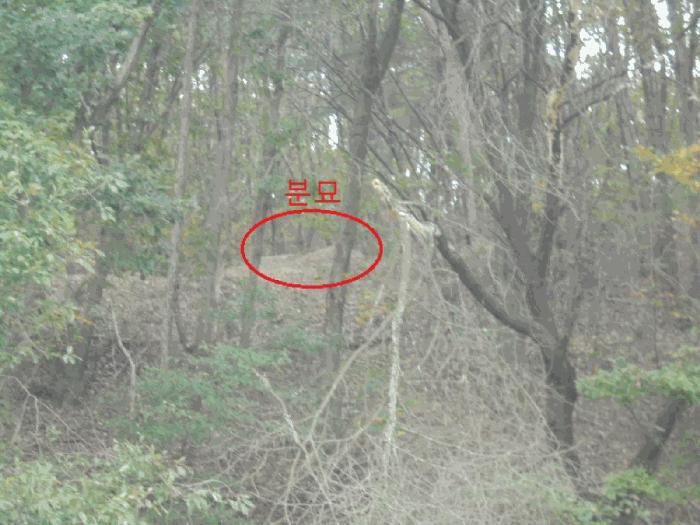 충청북도 제천시 봉양읍 장평리 산145-1 임야 경매 사진 8