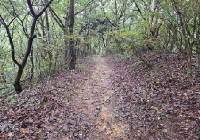 충청남도 천안시 서북구 입장면 호당리 산50-4 임야 경매 사진 20