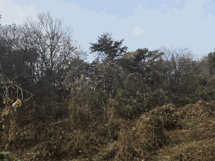 전북특별자치도 순창군 구림면 자양리 산112 임야 경매 사진 2