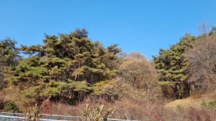 전북특별자치도 순창군 구림면 자양리 산112 임야 경매 사진 3