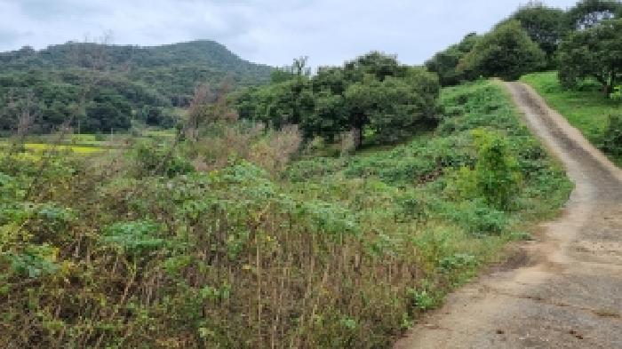 전북특별자치도 순창군 동계면 서호리 산106 임야 경매 사진 12