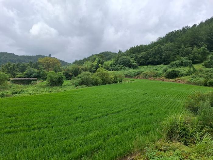 경상남도 남해군 삼동면 영지리 1185 답 경매 사진 10