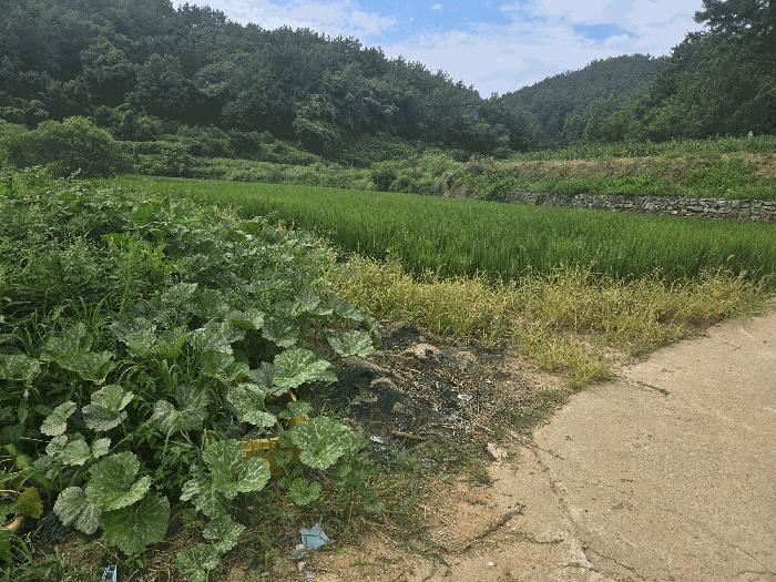 경상남도 남해군 삼동면 영지리 1185 답 경매 사진 2
